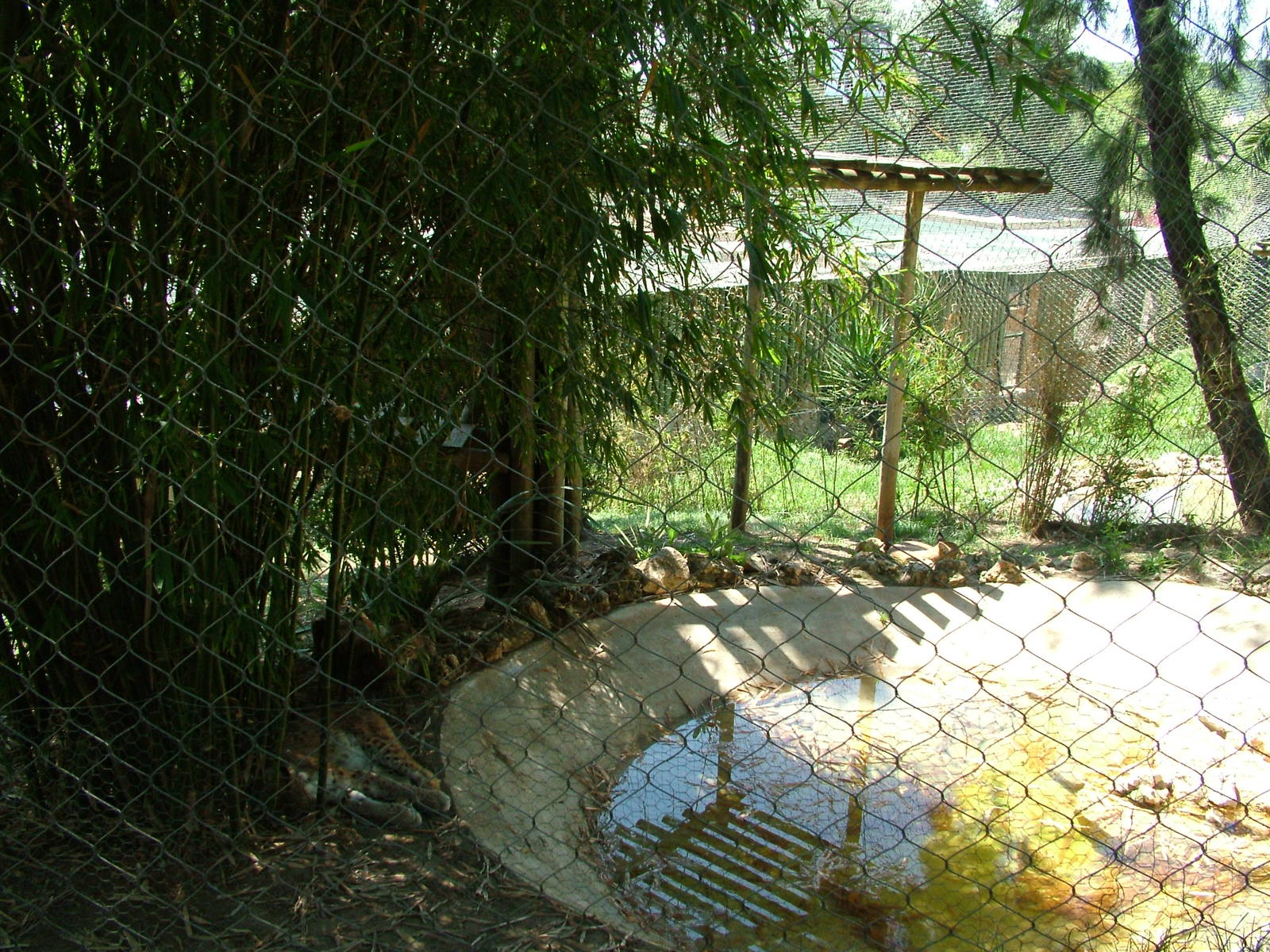 European Lynx Exhibit at Lisbon Zoo, 24/05/11