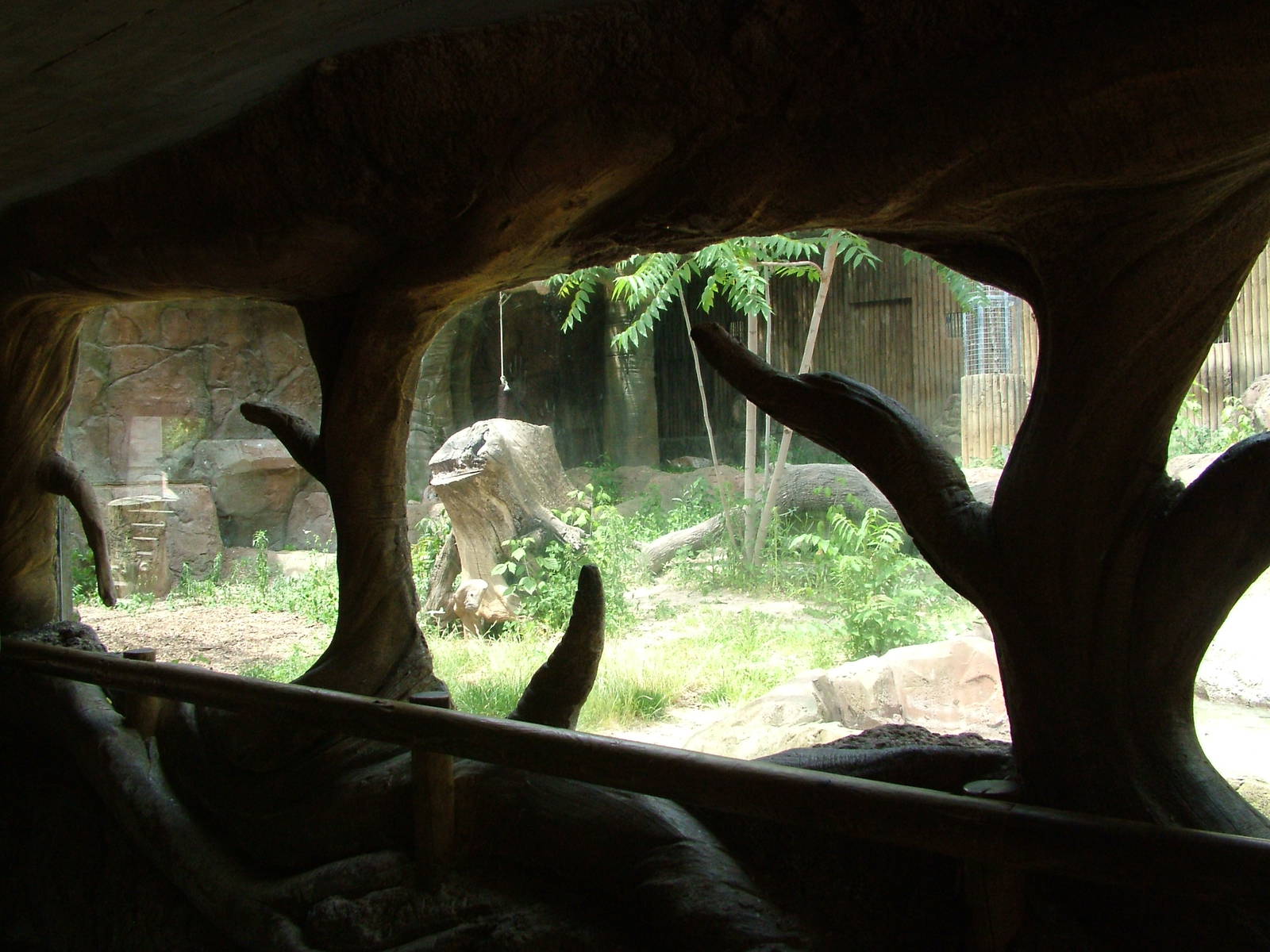 European Lynx Exhibit at Madrid Zoo Aquarium, 26/05/11