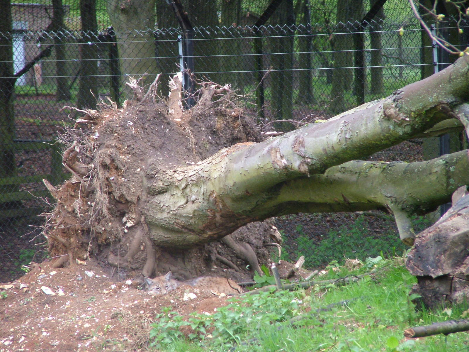 European Lynx exhibit at Whipsnade 08/05/10