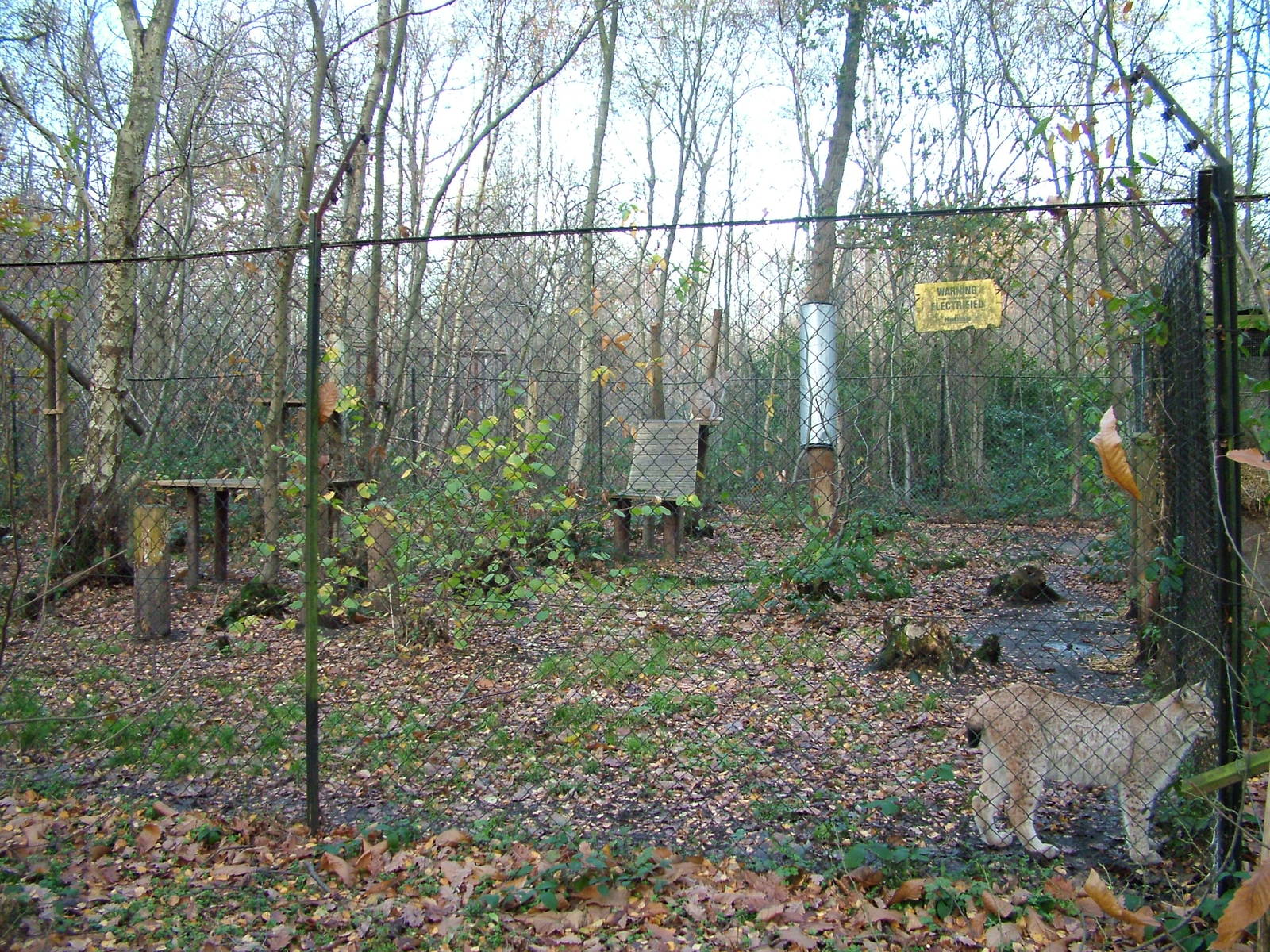 European Lynx exhibit at Wildwood 28/11/09