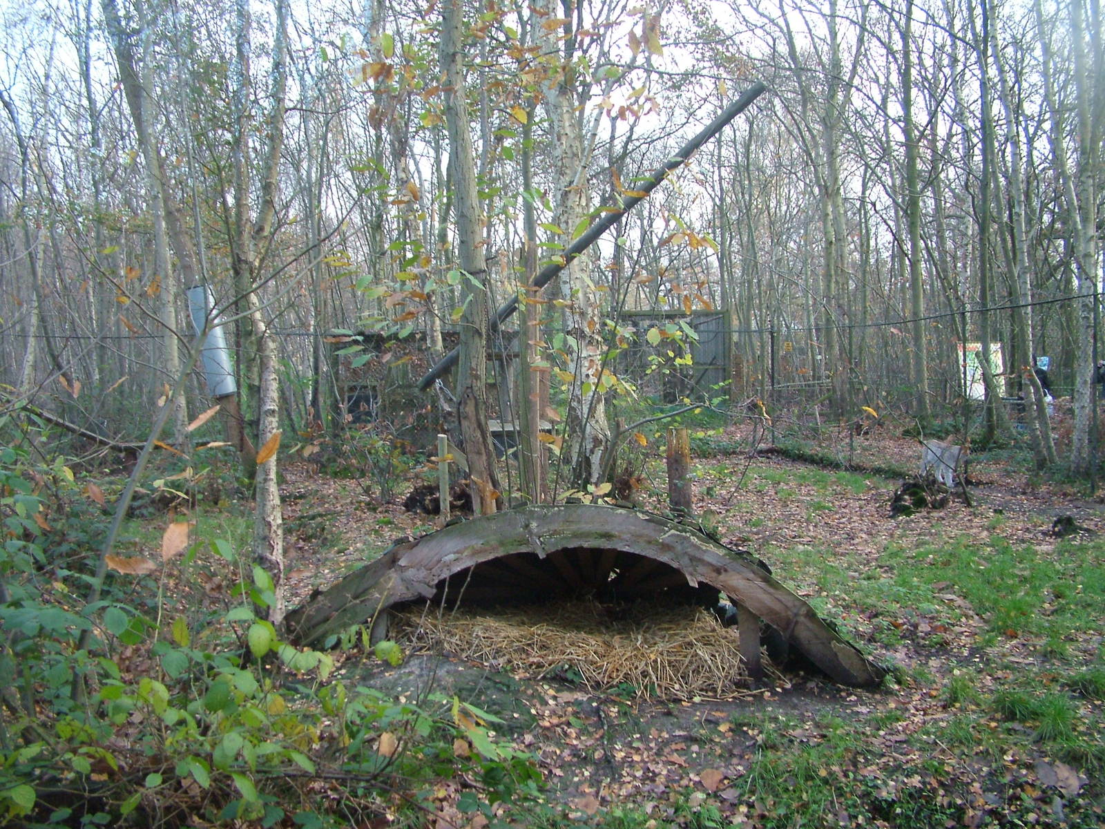 European Lynx exhibit at Wildwood 28/11/09
