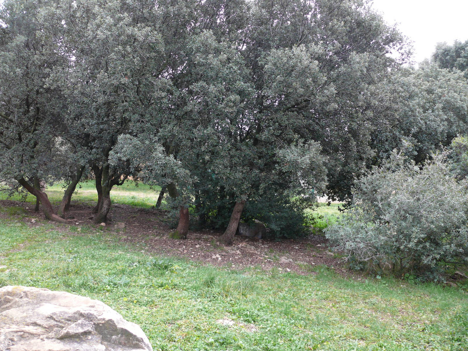 European lynx exhibit