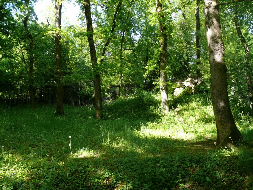 European lynx exhibit
