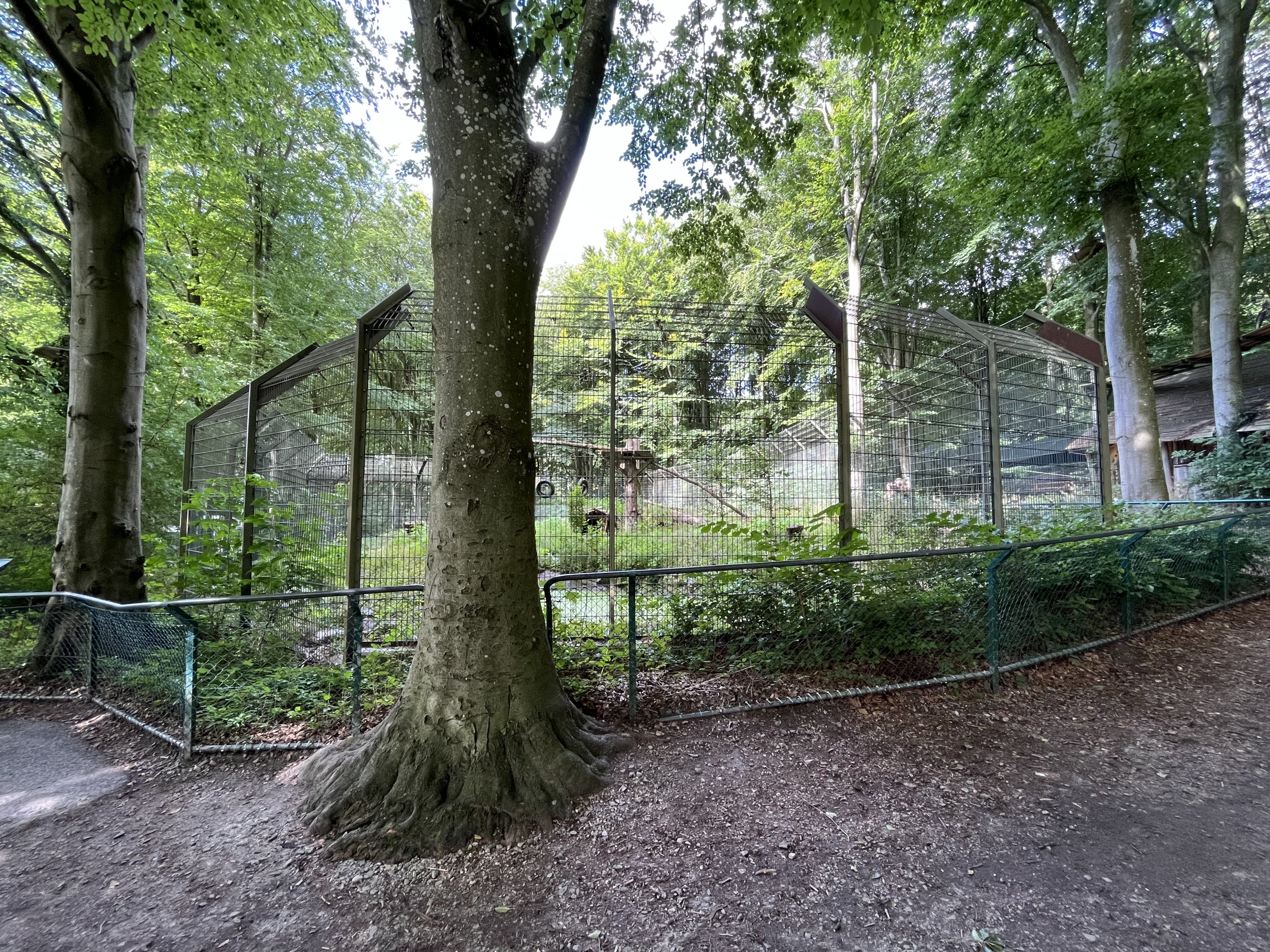 European Lynx Exhibit