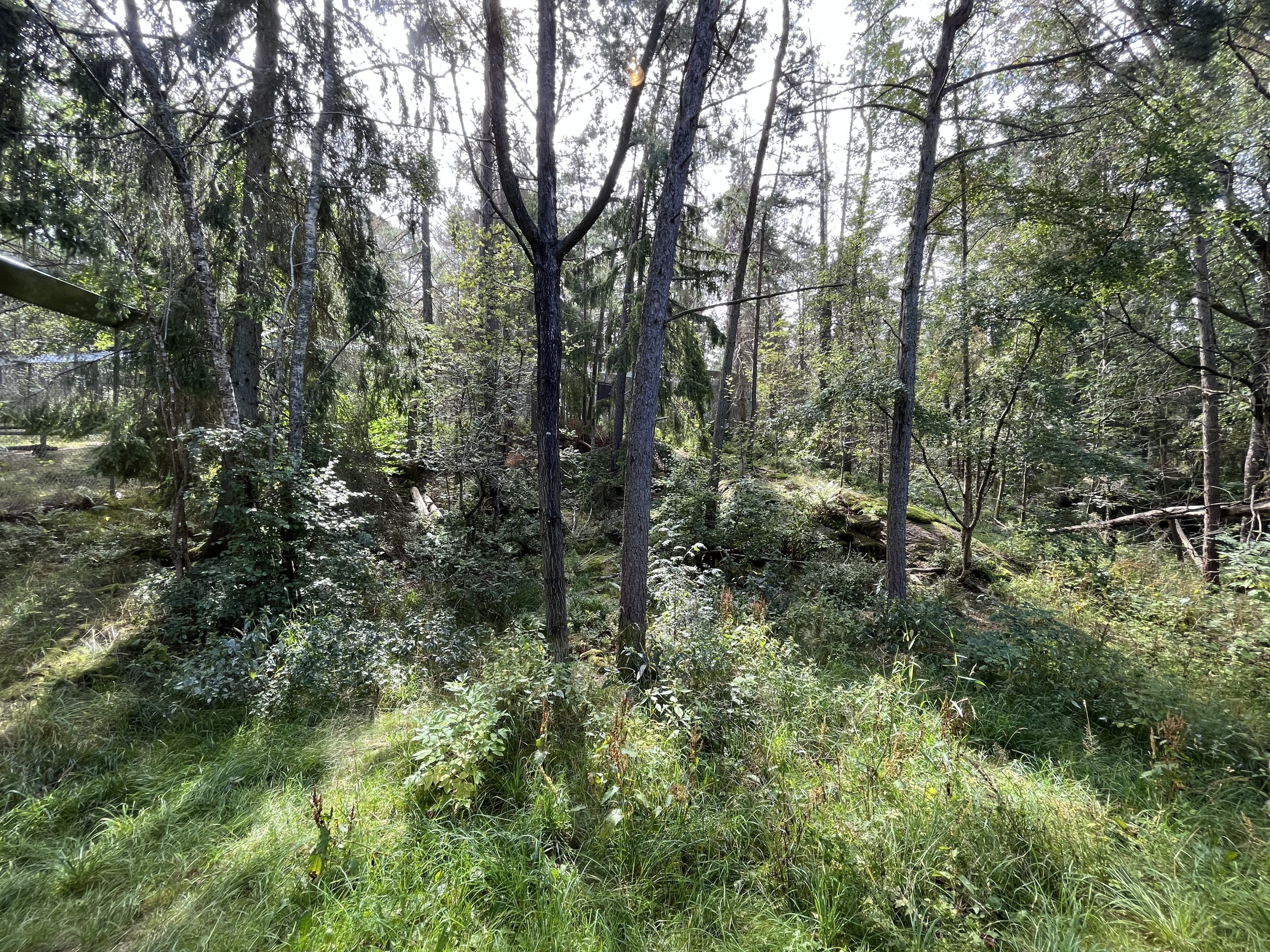 European Lynx Exhibit