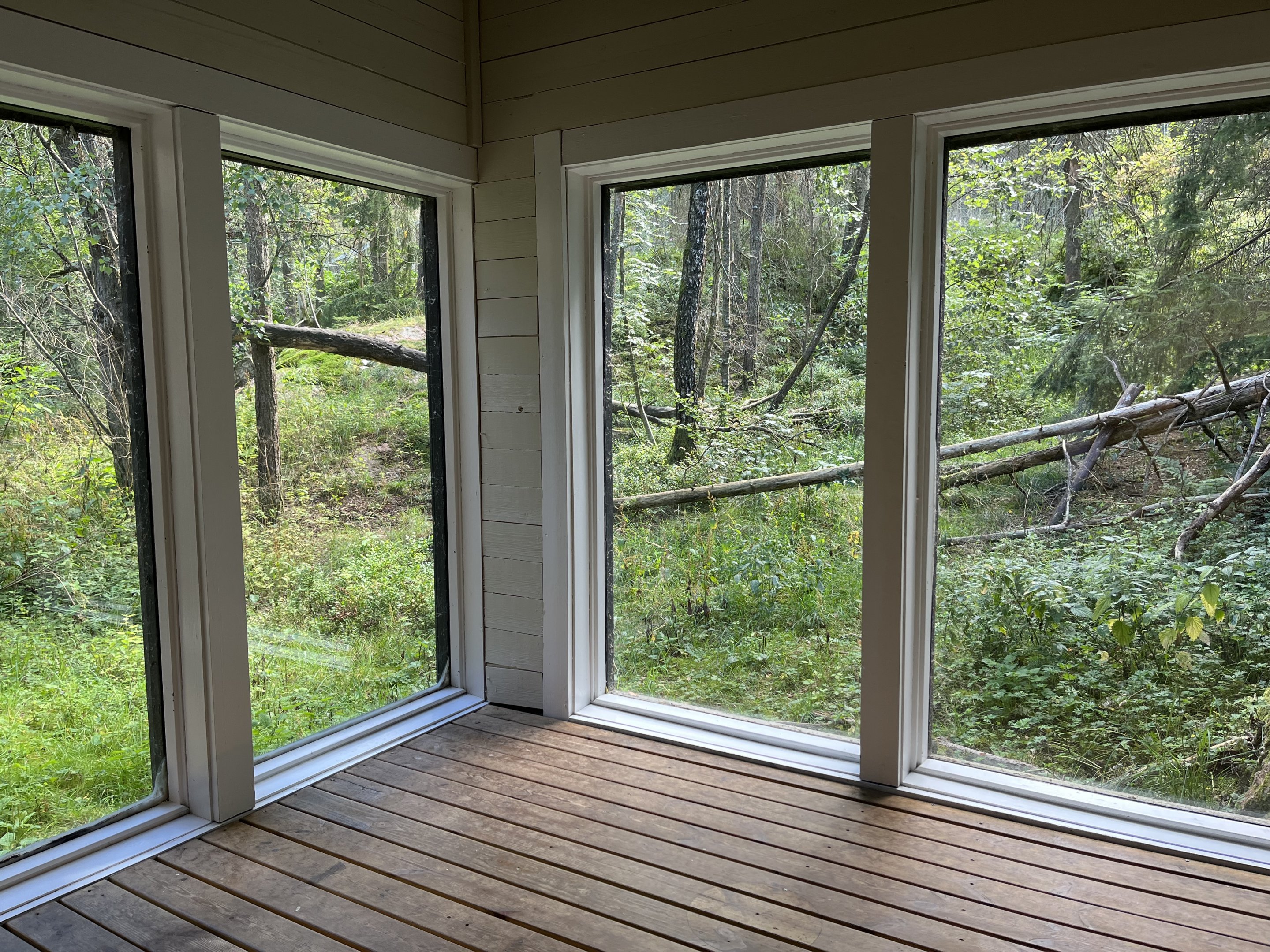 European Lynx Exhibit