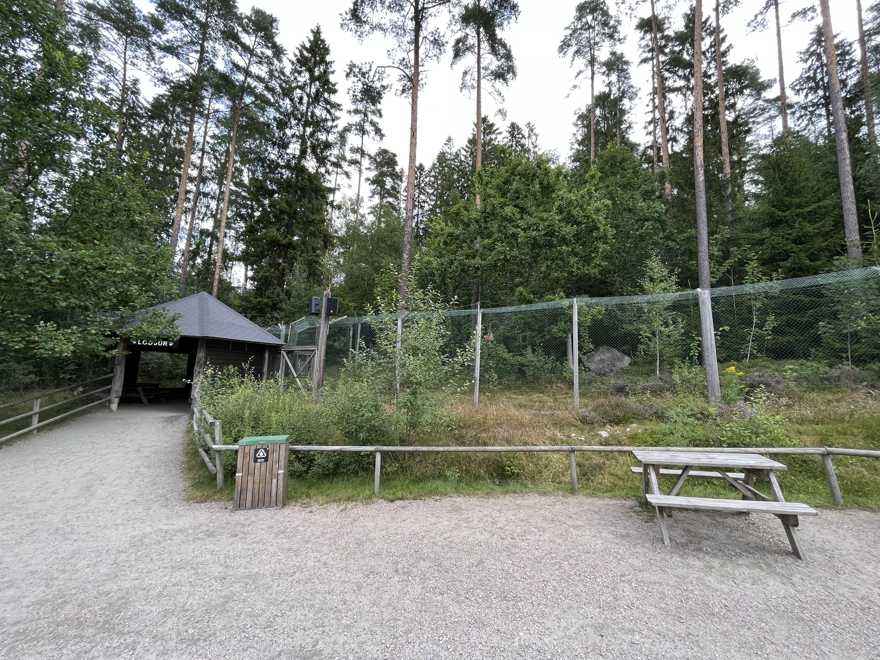 European Lynx Exhibit