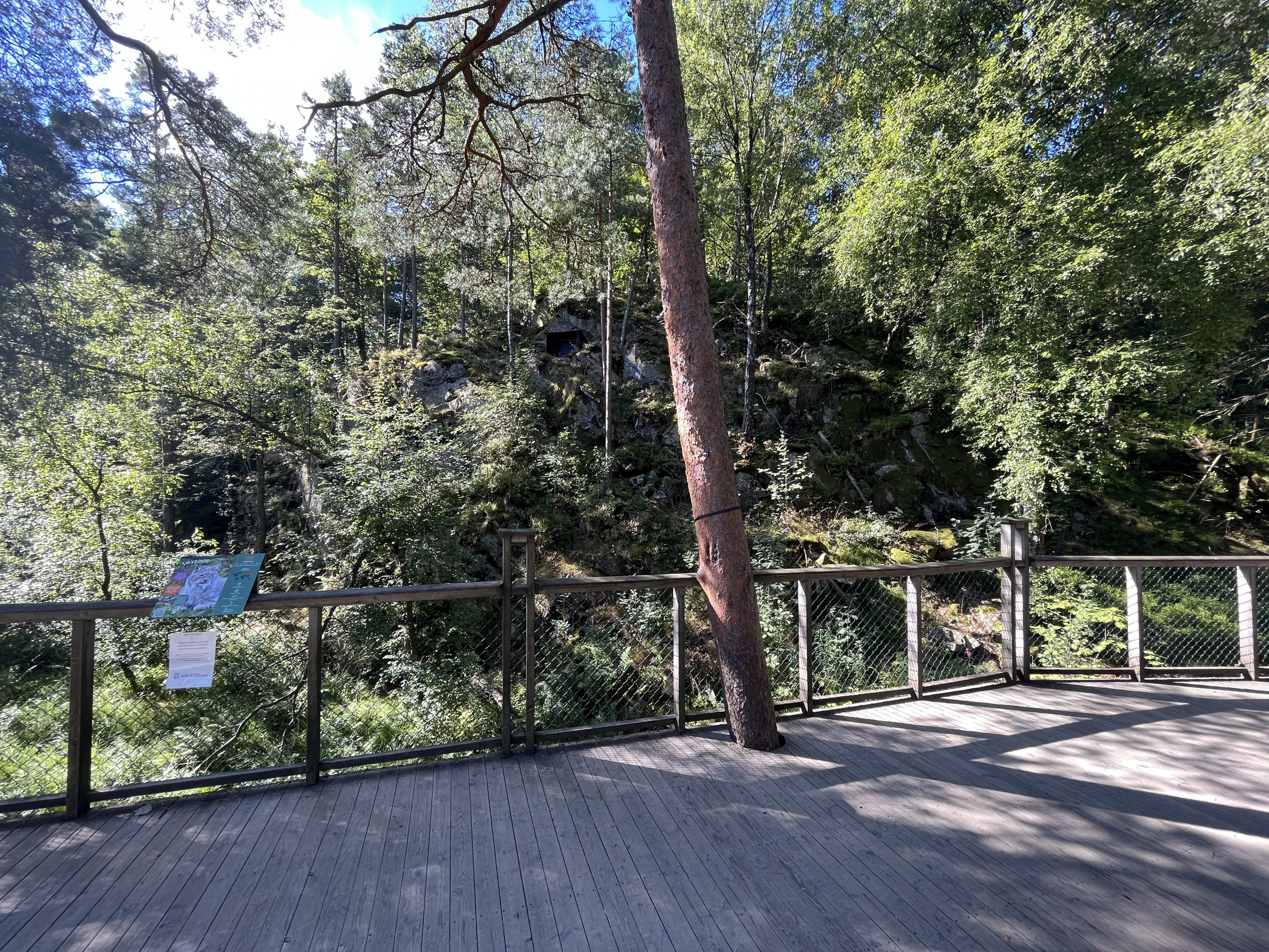 European Lynx Exhibit