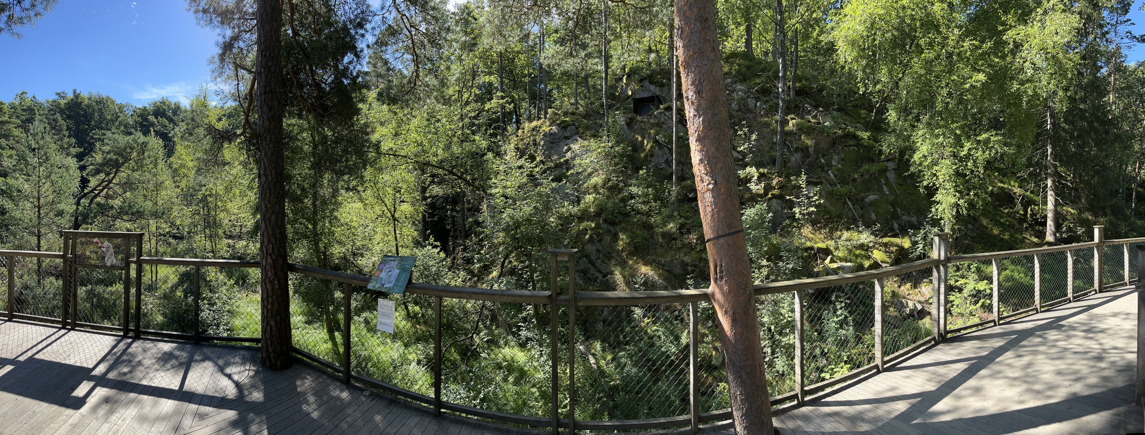 European Lynx Exhibit