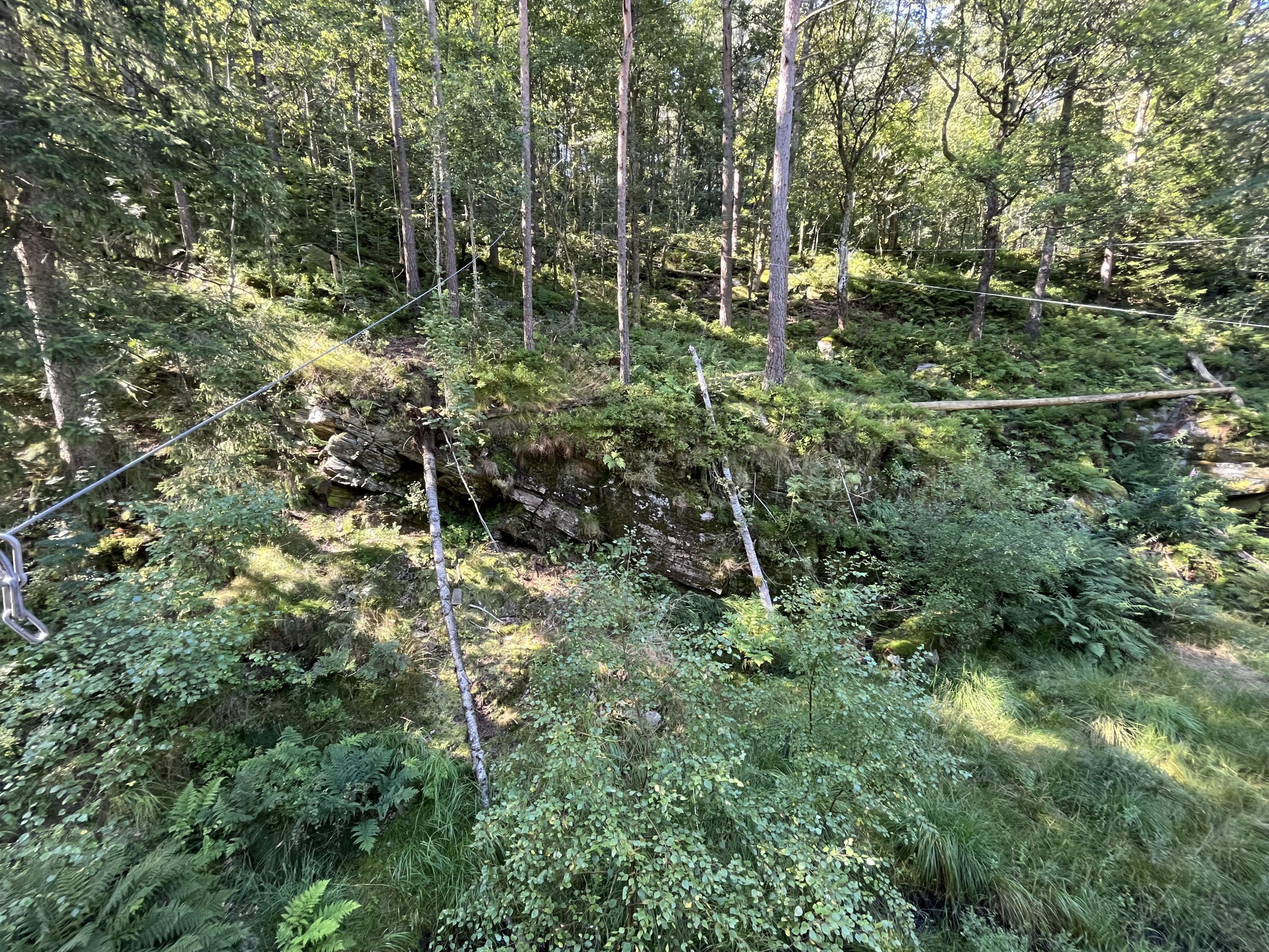 European Lynx Exhibit