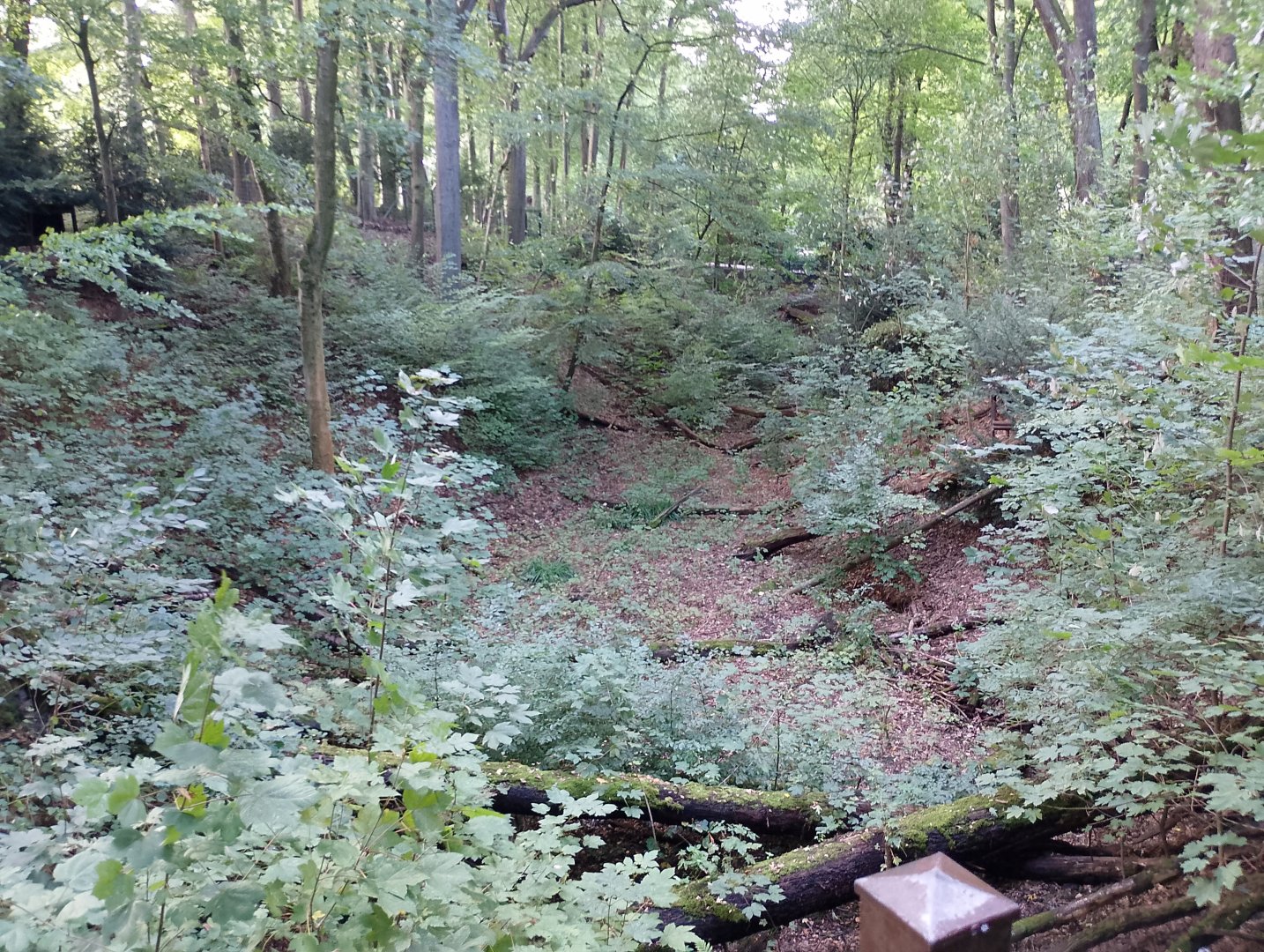 European lynx exhibit