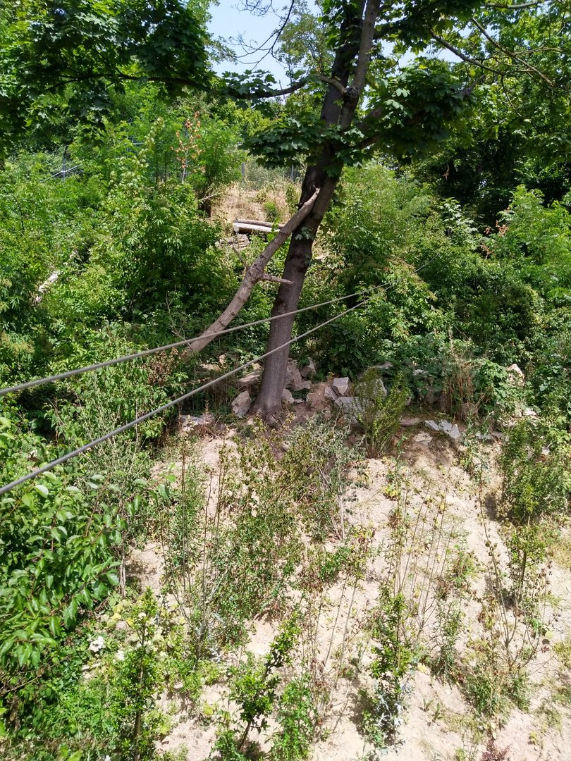 European lynx prey stimulator