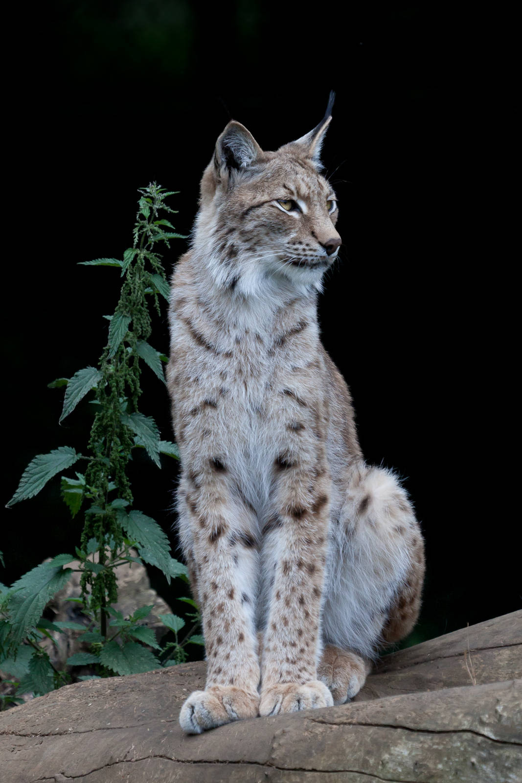 European Lynx - Sunset Safari - 27/06/2015