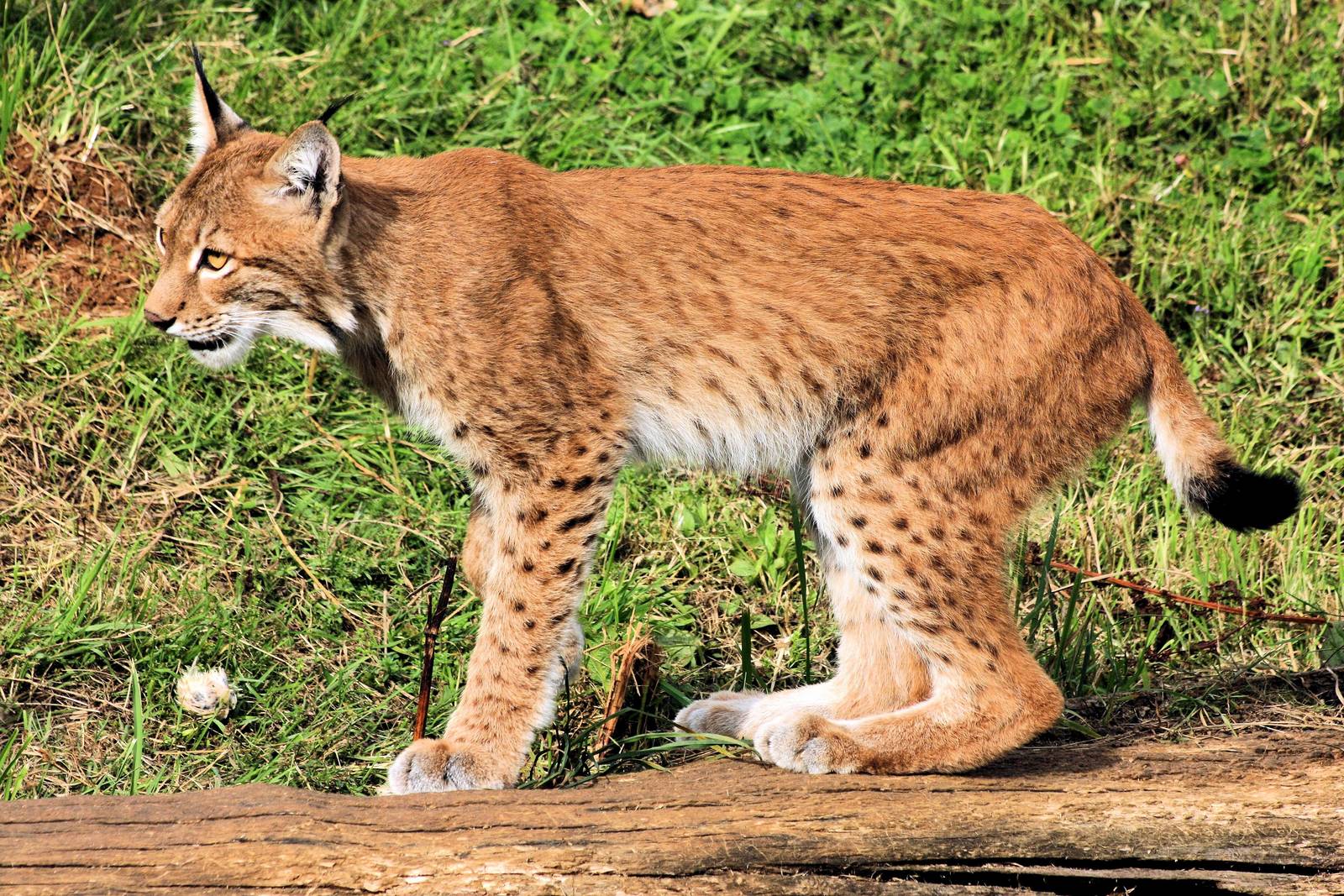 European lynx; Whipsnade; 11th August 2012