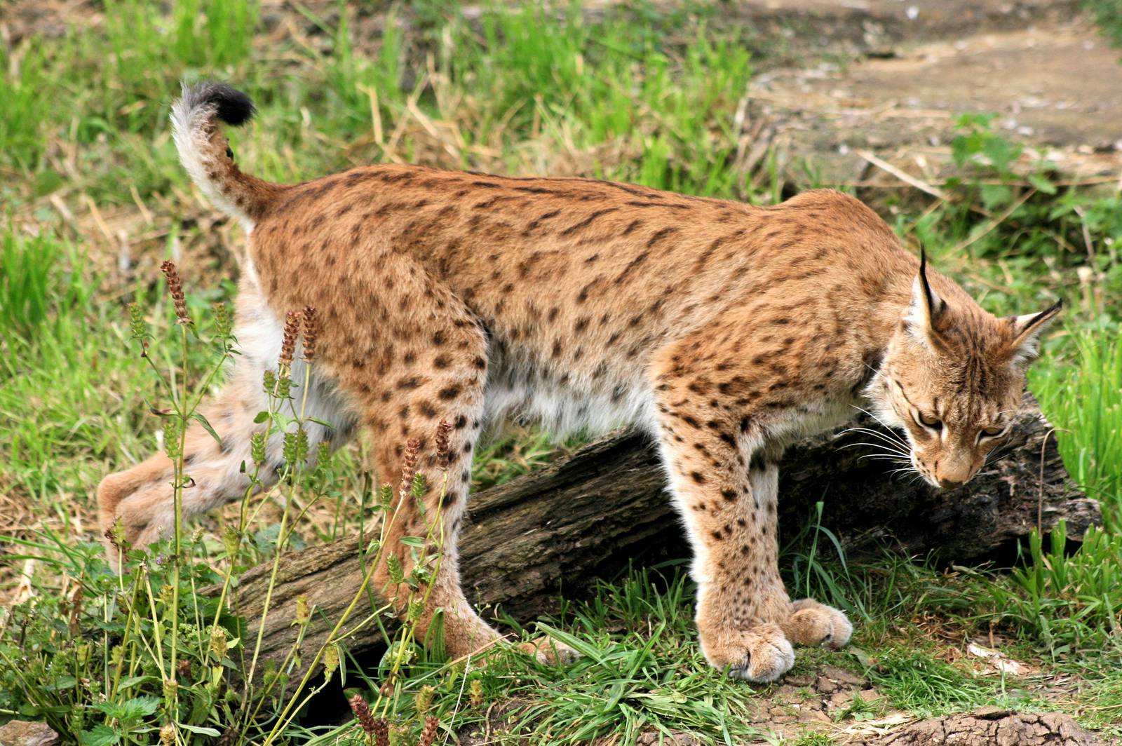 European lynx; Whipsnade; 11th August 2012