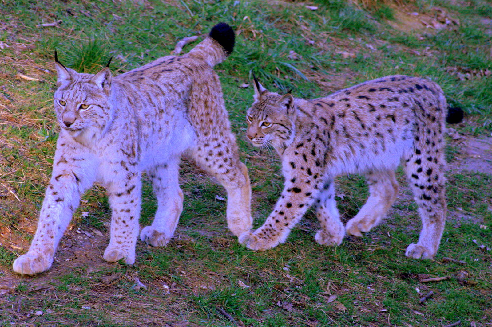 European lynx; Whipsnade; 15th March 2014