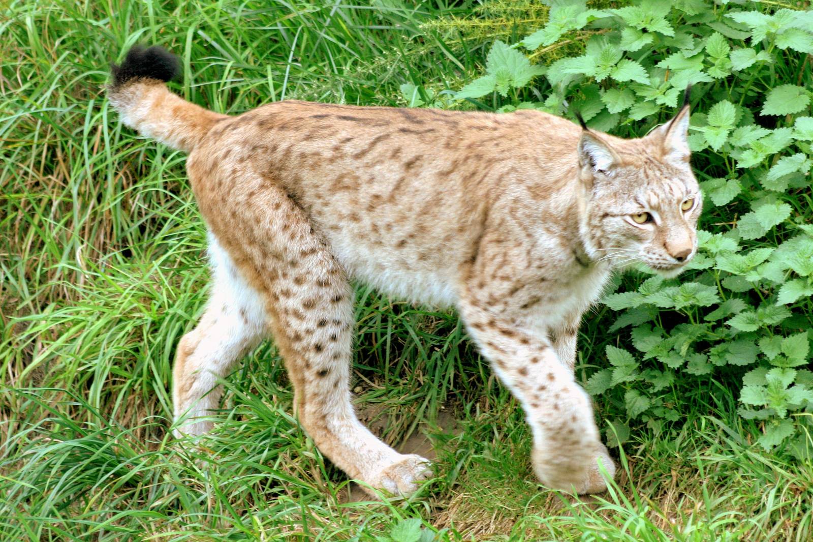 European lynx; Whipsnade; 28th September 2016