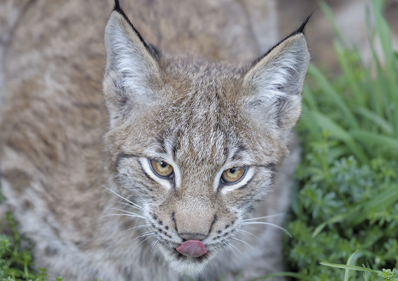 European lynx
