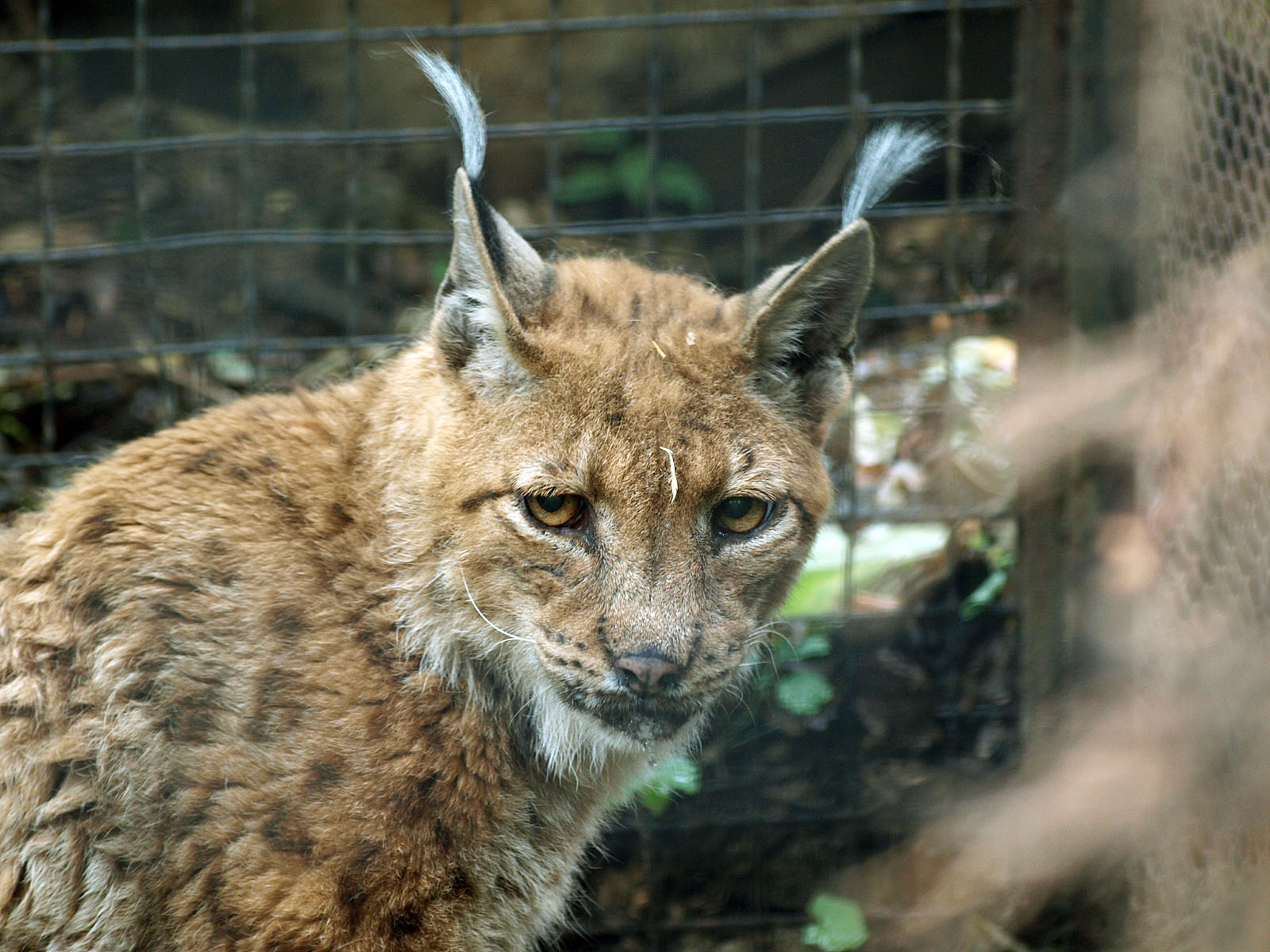 European lynx