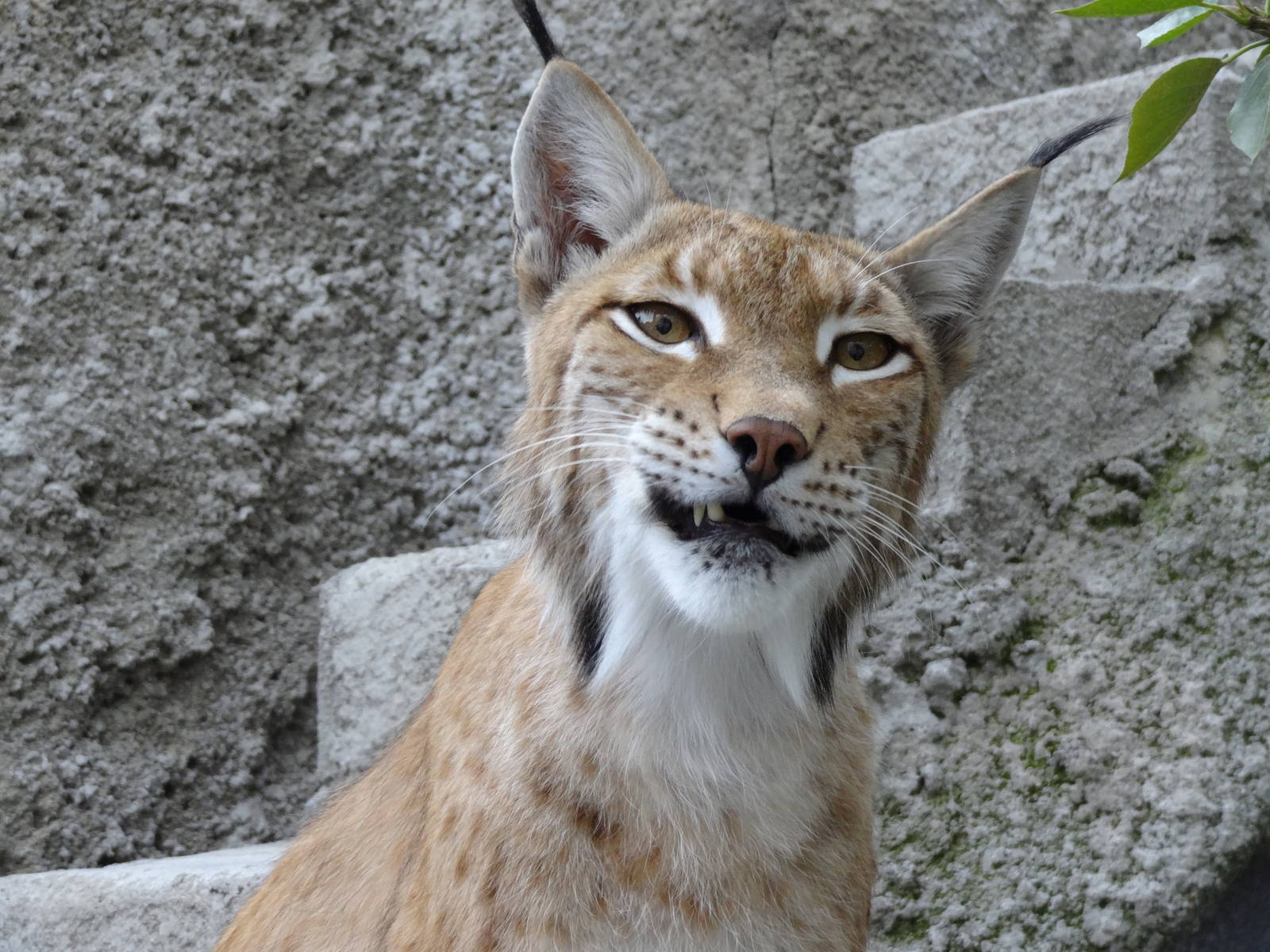 European lynx