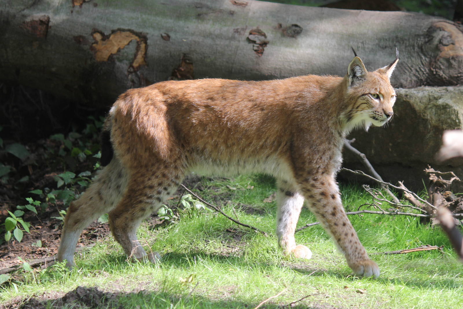 European Lynx