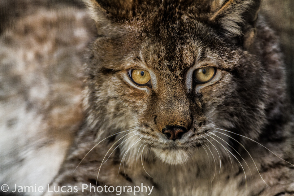 European Lynx