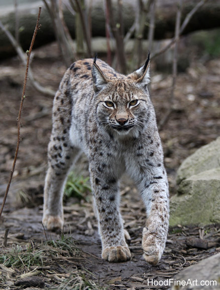 european lynx