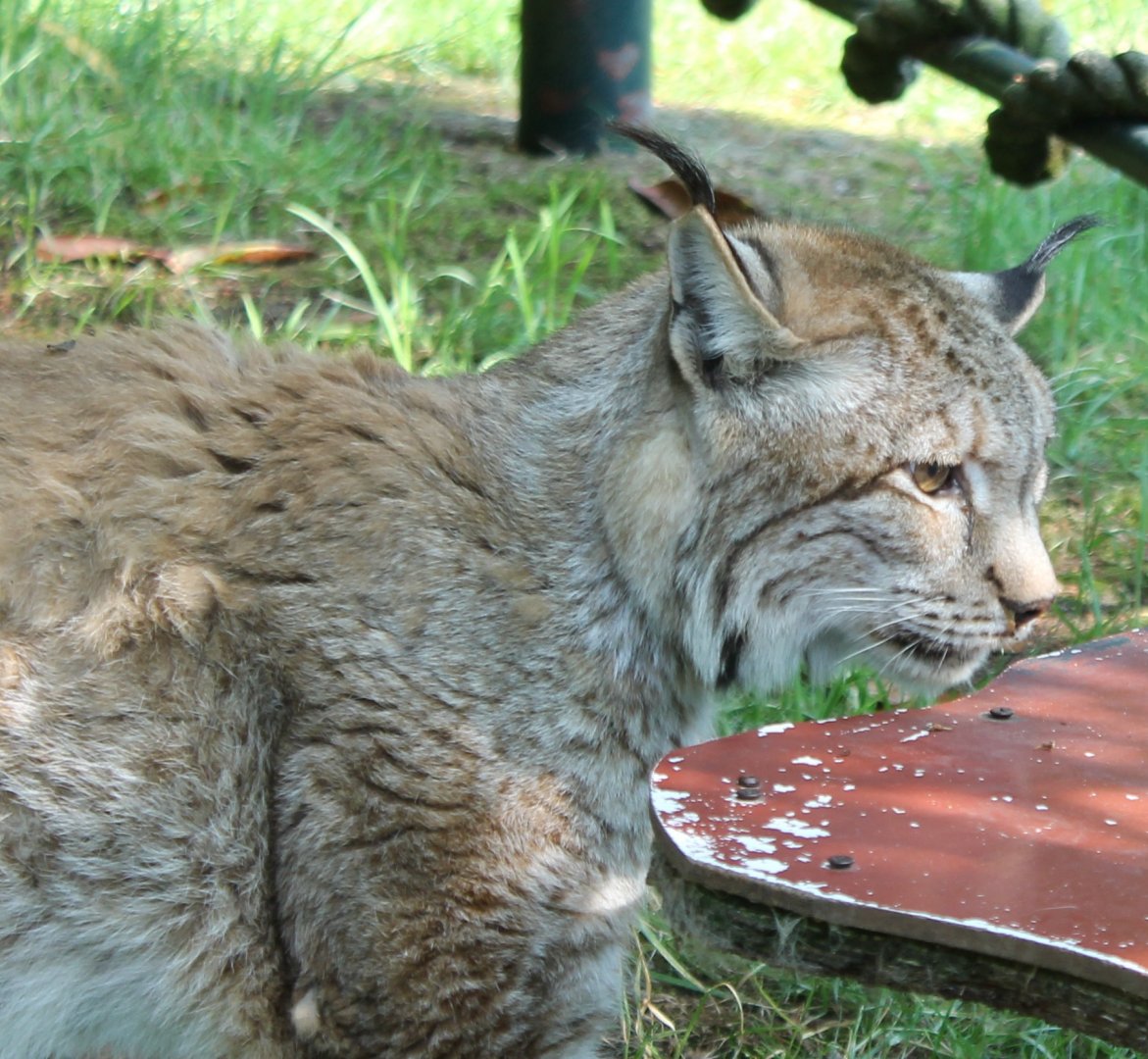 European lynx