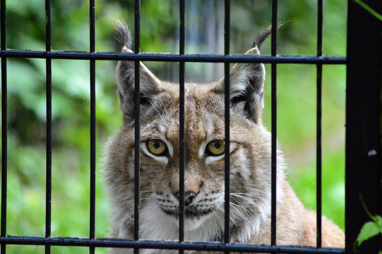 European lynx