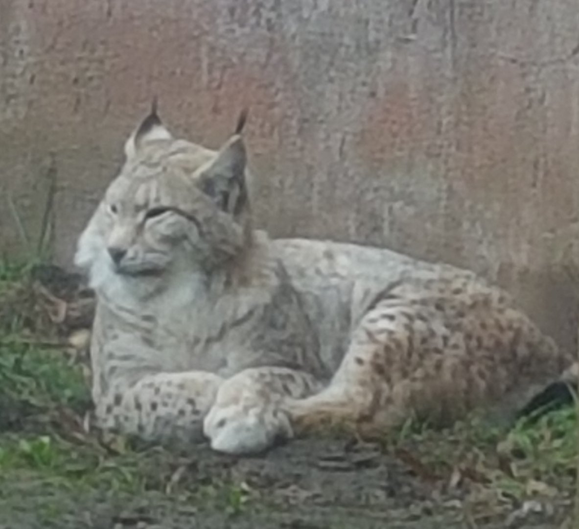 European lynx