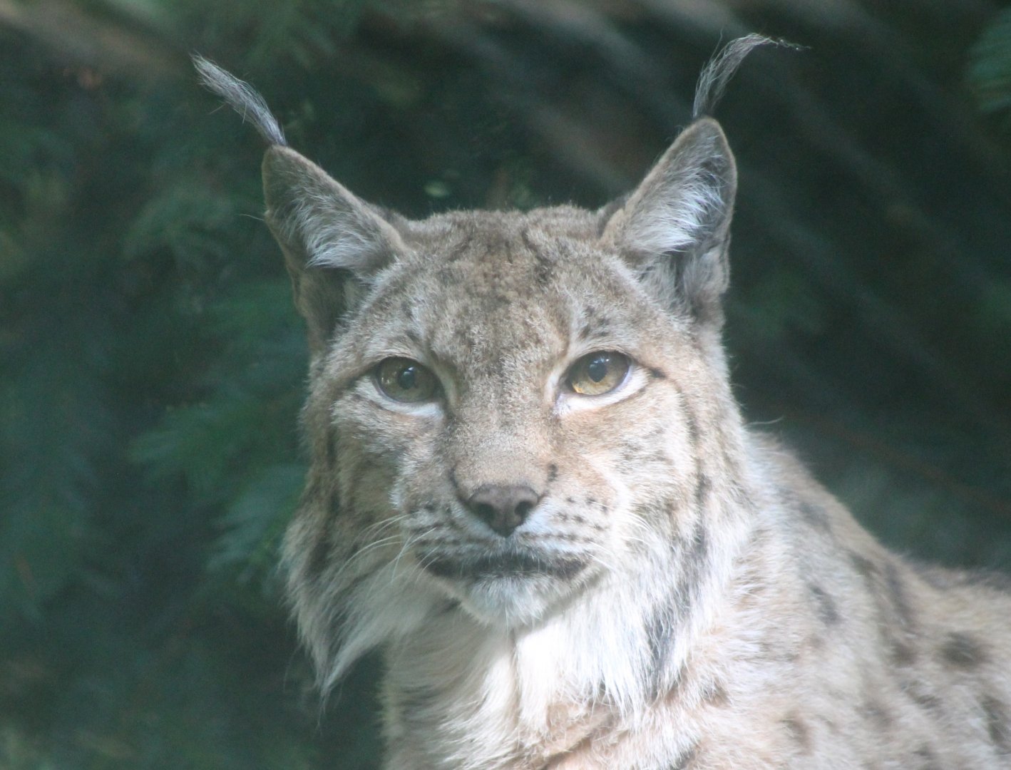 European lynx
