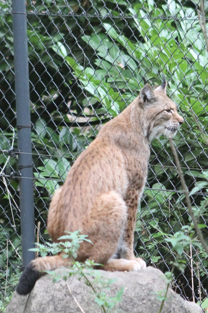 European lynx