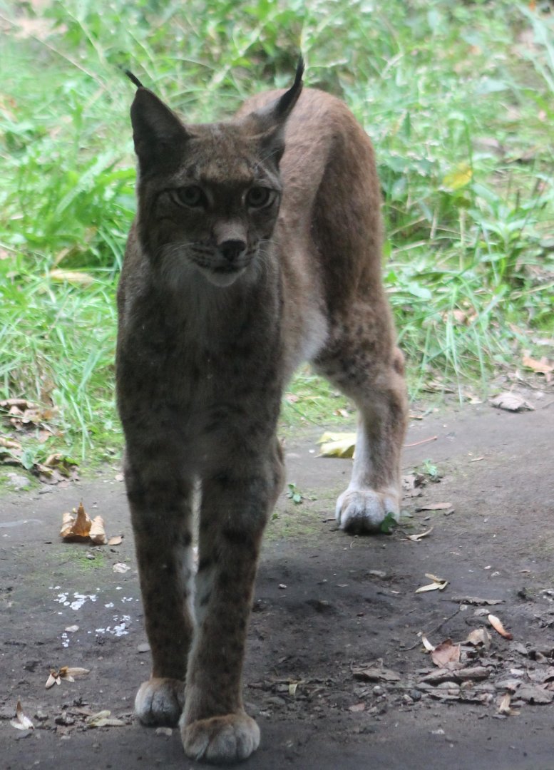 European lynx