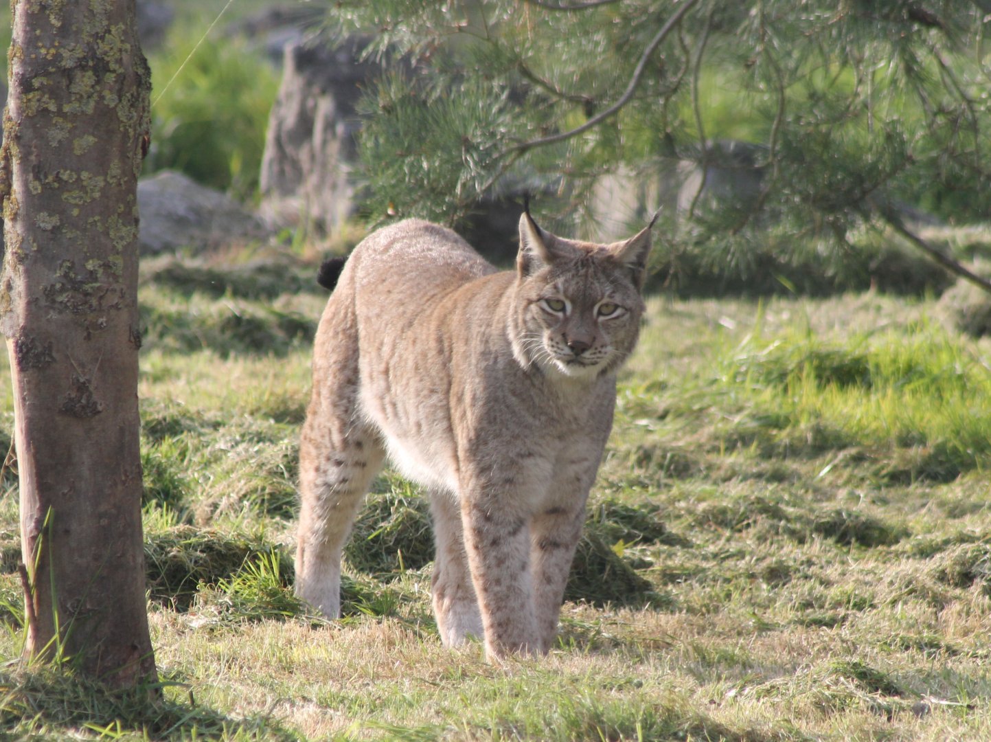 European lynx