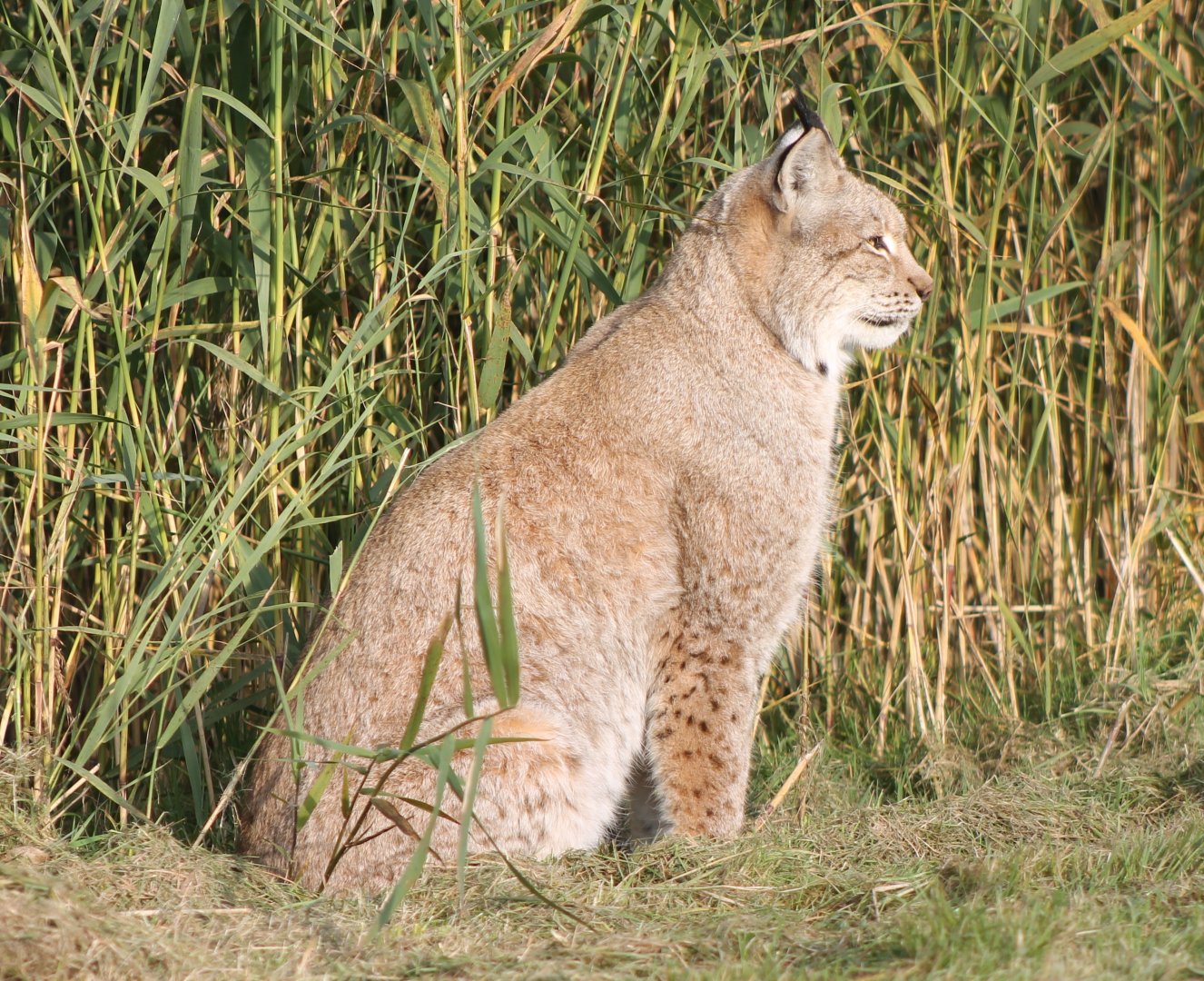 European lynx