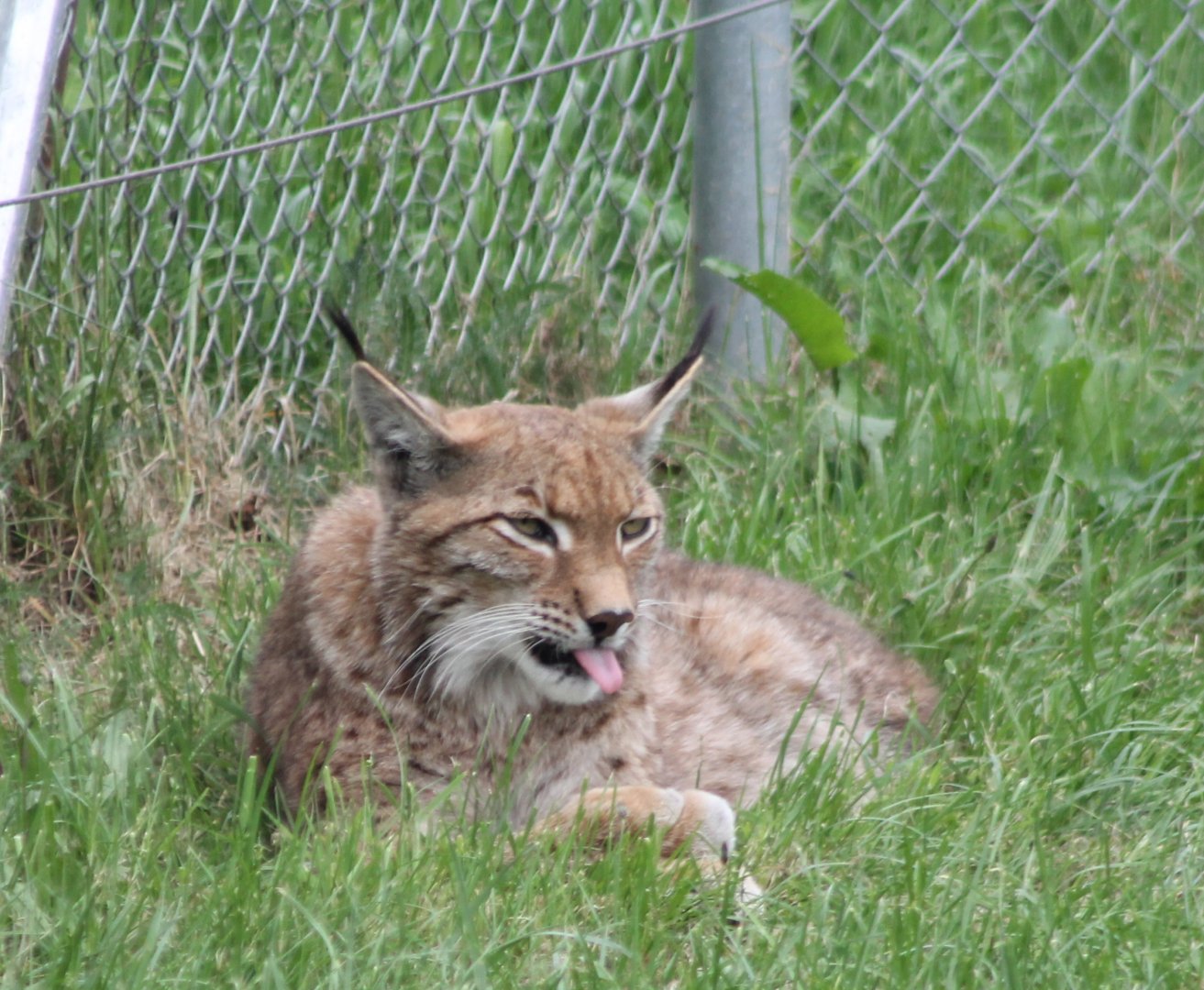 European lynx