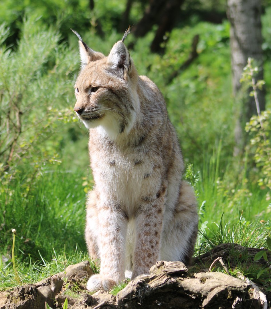 European lynx