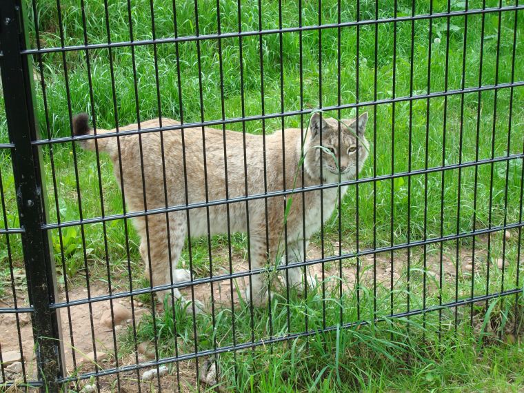 European lynx