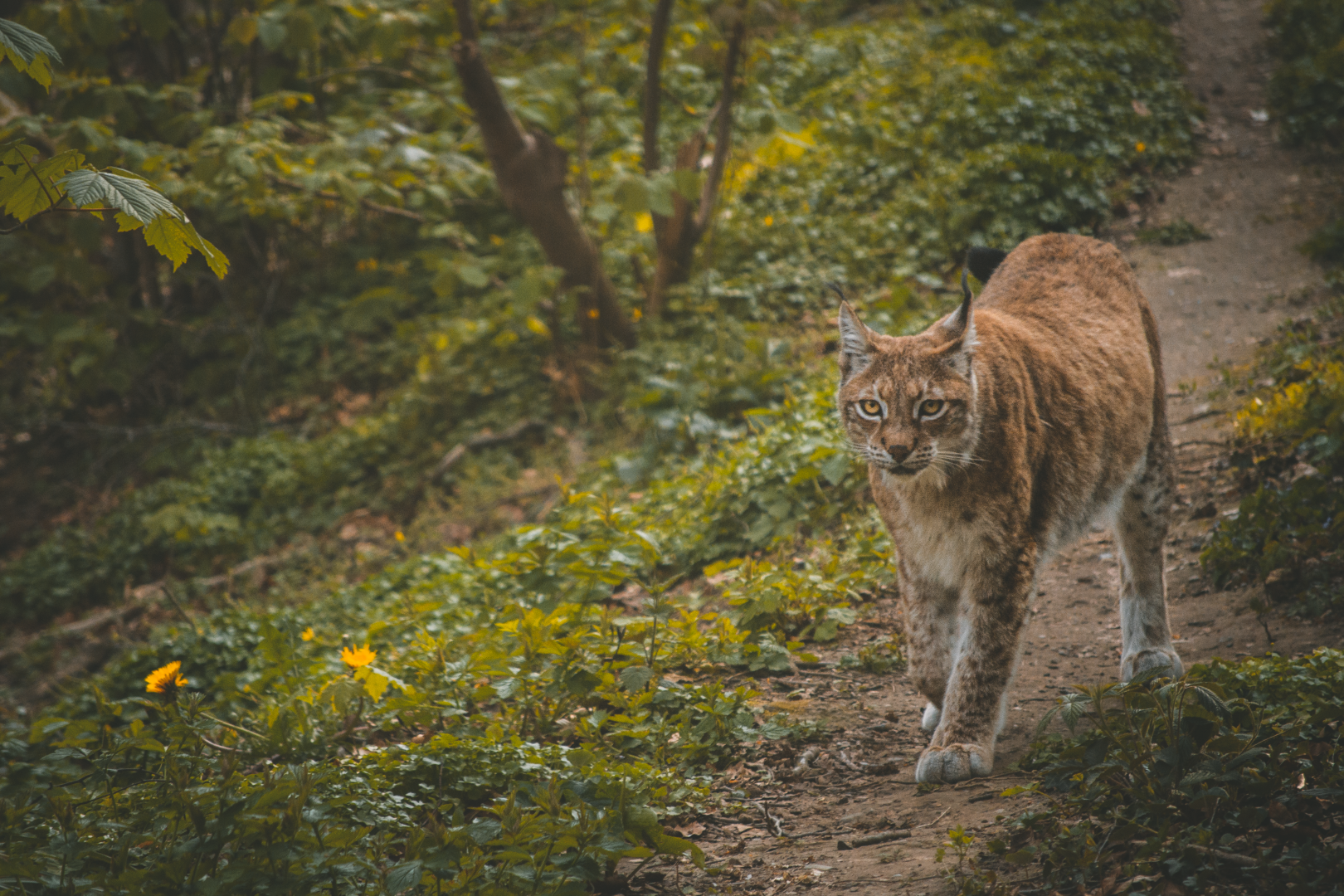 European Lynx