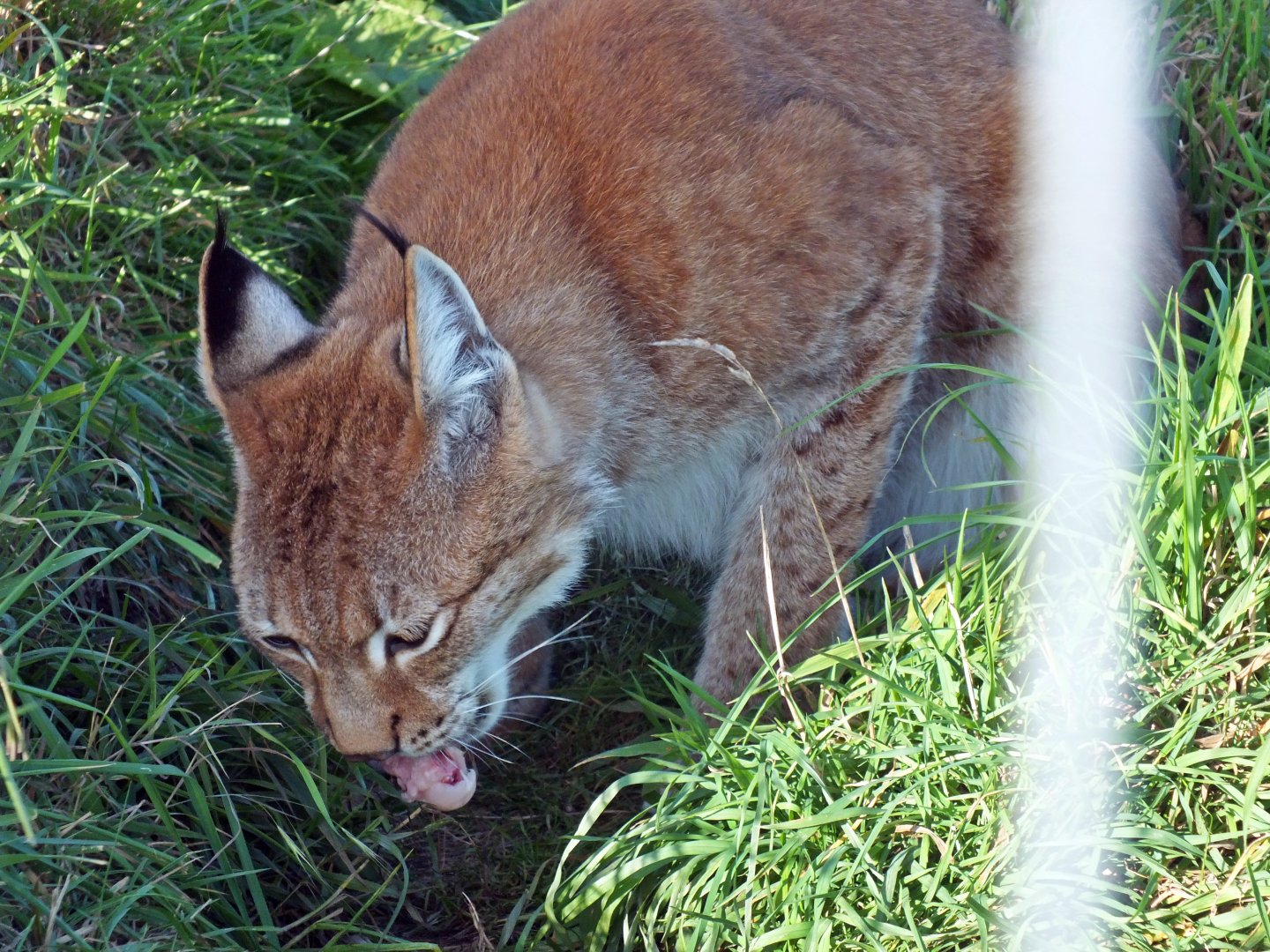 European lynx