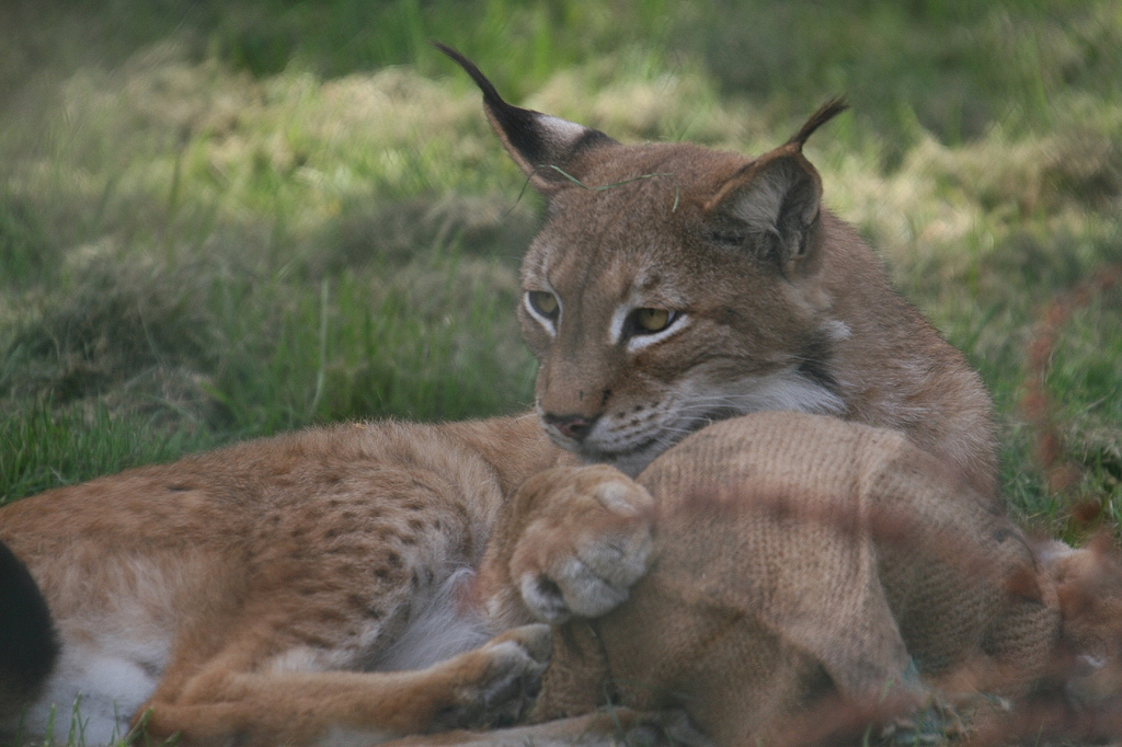 European Lynx