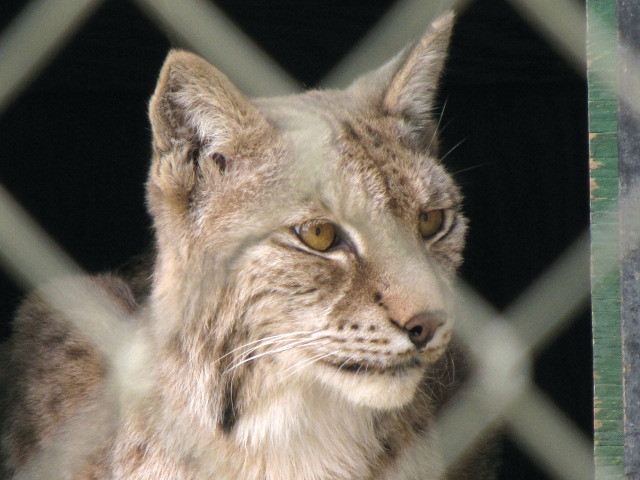 European Lynx