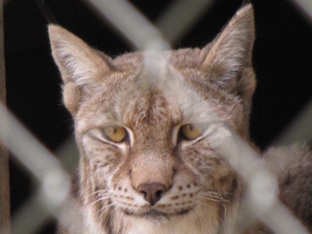 European Lynx