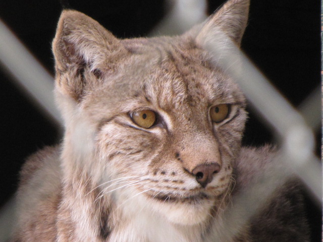 European Lynx