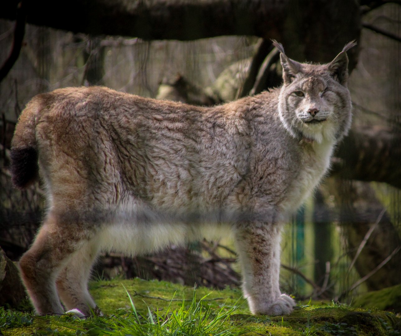 European Lynx
