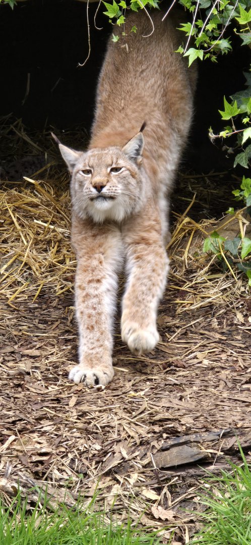 European lynx