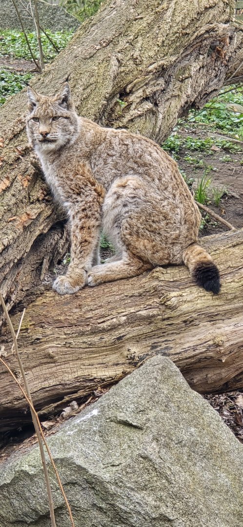 European lynx