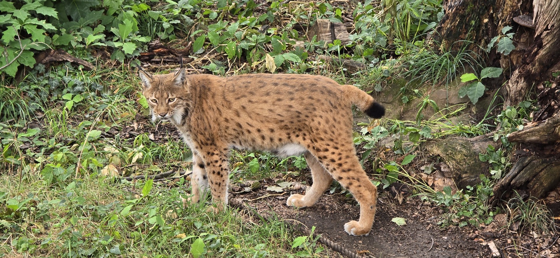 European lynx