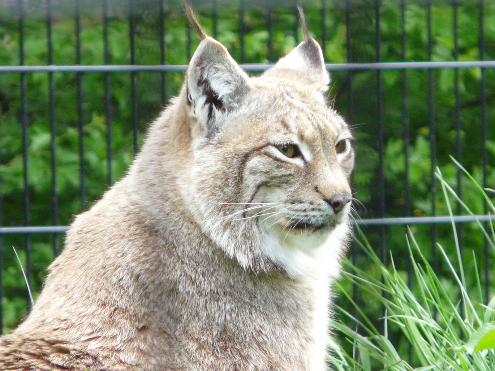 European Lynx