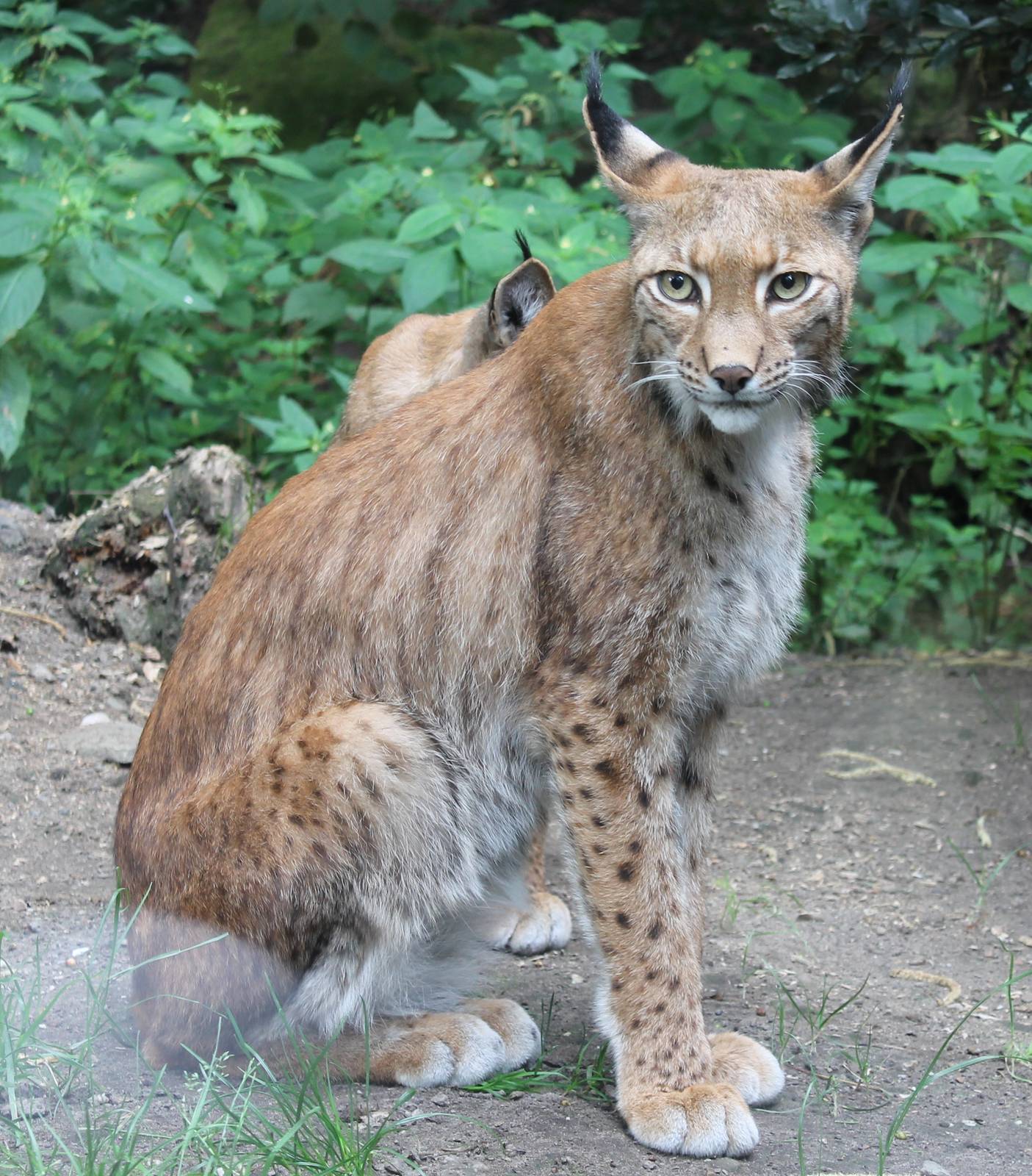 European lynxes